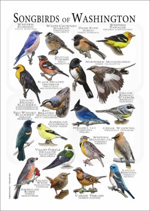 Songbirds of Washington poster print
