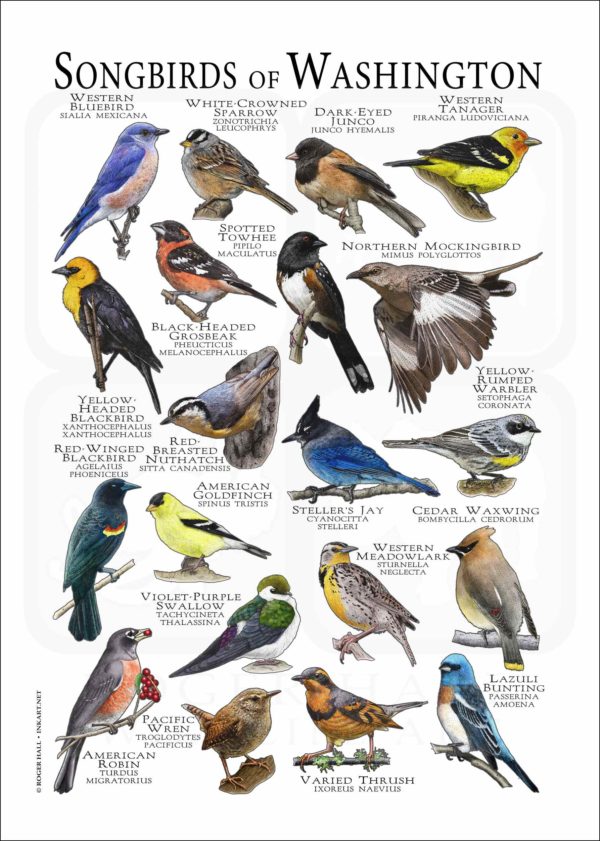 Songbirds of Washington poster print