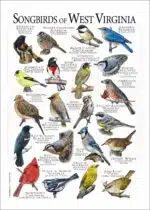 Songbirds of West Virginia poster print