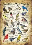 Songbirds of West Virginia poster print