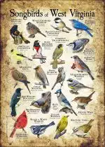 Songbirds of West Virginia poster print