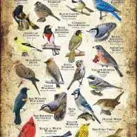 Songbirds of West Virginia poster print