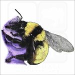 Sonoran Bumblebee illustration