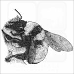 Sonoran Bumble Bee illustration