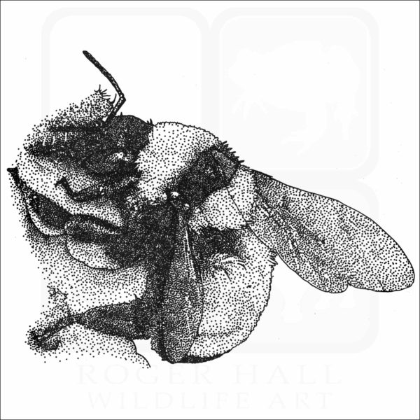 Sonoran Bumble Bee illustration