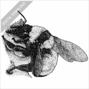 Sonoran Bumble Bee stock image