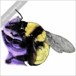 Sonoran Bumble Bee stock image
