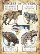 Species of Hyena poster print