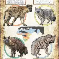 Species of Hyena poster print