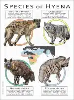 Species of Hyena poster print