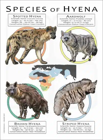 Species of Hyena poster print