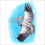 Spot-Billed Pelican drawing