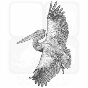 Spot-Billed Pelican drawing