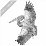 Spot-Billed Pelican stock image