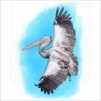 Spot-Billed Pelican drawing