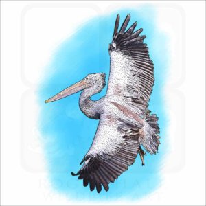 Spot-Billed Pelican drawing