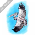 Spot-Billed Pelican stock image