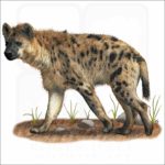 Spotted Hyena drawing