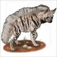 Striped Hyena drawing