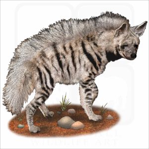 Striped Hyena drawing
