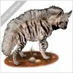 Striped Hyena stock image
