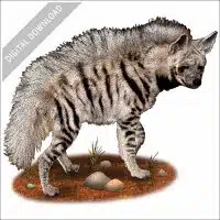 Striped Hyena stock image