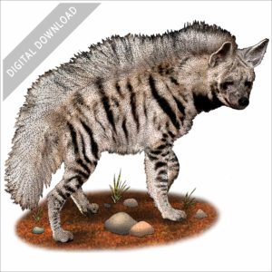 Striped Hyena stock image