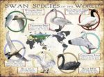 Swan Species of the World poster print