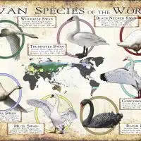 Swan Species of the World poster print