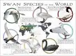 Swan Species of the World poster print