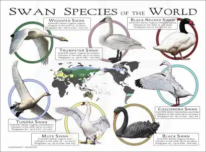 Swan Species of the World poster print