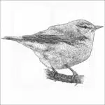 Tennessee Warbler drawing