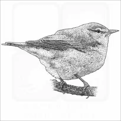 Tennessee Warbler drawing