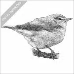 Tennessee Warbler stock art