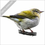Tennessee Warbler stock image