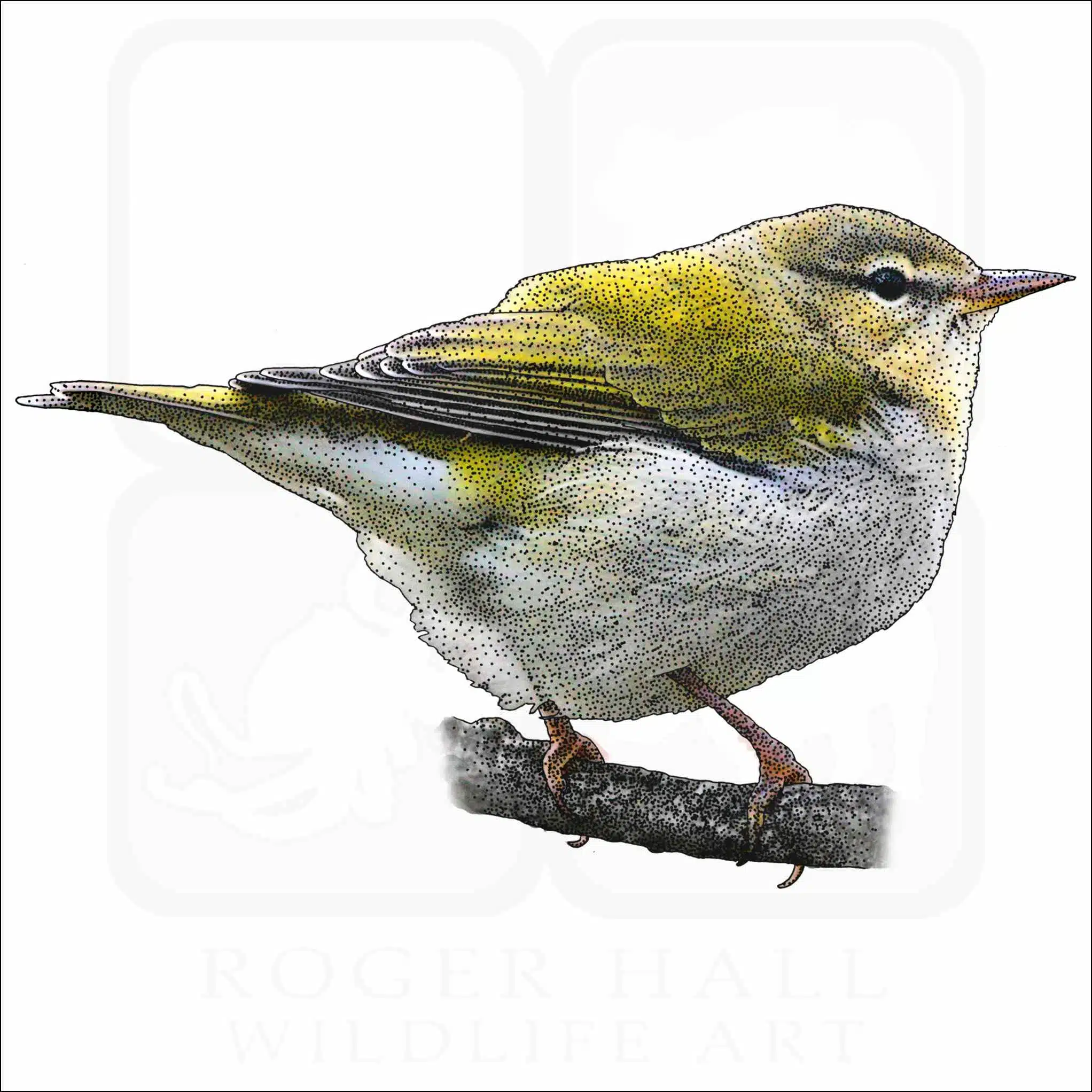 Tennessee Warbler Tennessee Warbler drawing