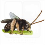 Two-Spotted Longhorn Bee drawing