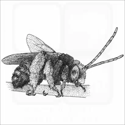 Two-Spotted Longhorn Bee drawing