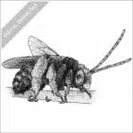 Two-Spotted Longhorn Bee stock image