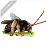 Two-Spotted Longhorn Bee stock image