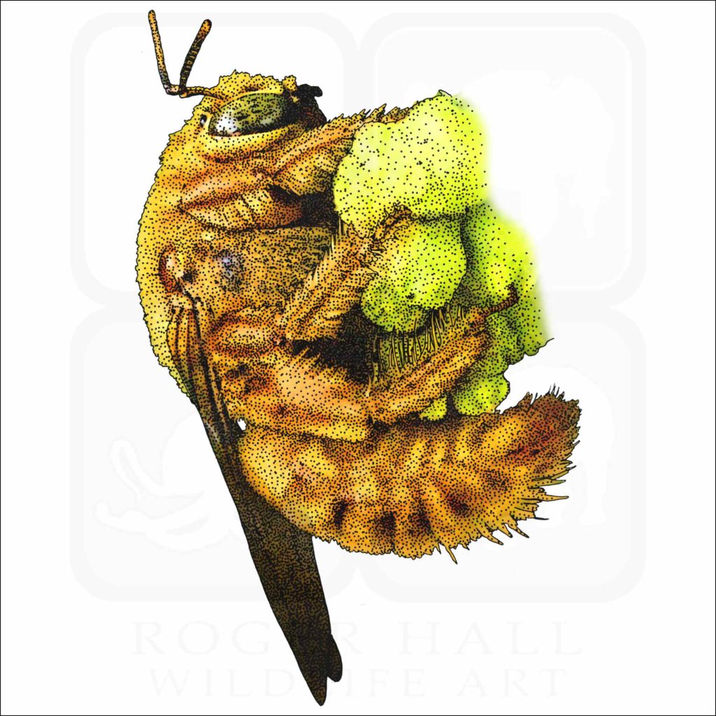 Valley Carpenter Bee - Signed Fine Art Print