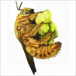 Valley Carpenter Bee drawing