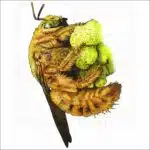 Valley Carpenter Bee drawing