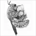 Valley Carpenter Bee drawing
