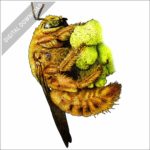 Valley Carpenter Bee stock image