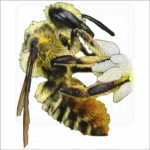 Western Leafcutter Bee drawing