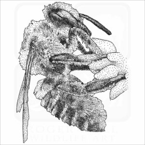 Western Leafcutter Bee drawing
