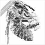 Western Leafcutter Bee stock image