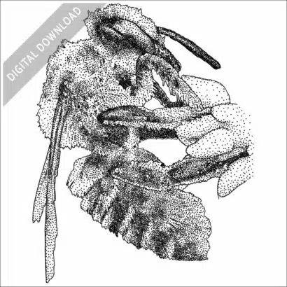 Western Leafcutter Bee stock image