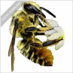 Western Leafcutter Bee stock image